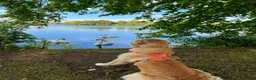 Golden Retriever dogs for sale: Golden Retriever - Seeking an Experienced Home - Advert 6