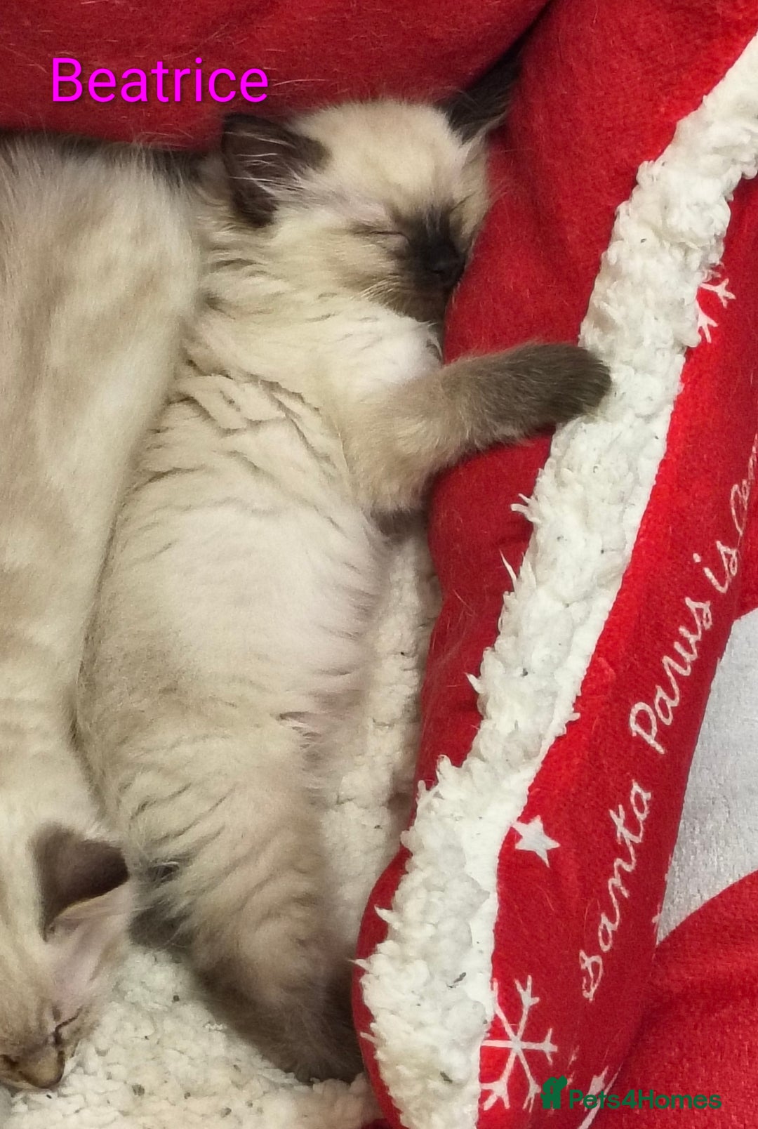 Ragdoll cats for sale: Pure bred Blue- Mitted Seal Point ragdoll kittens  - Advert 3