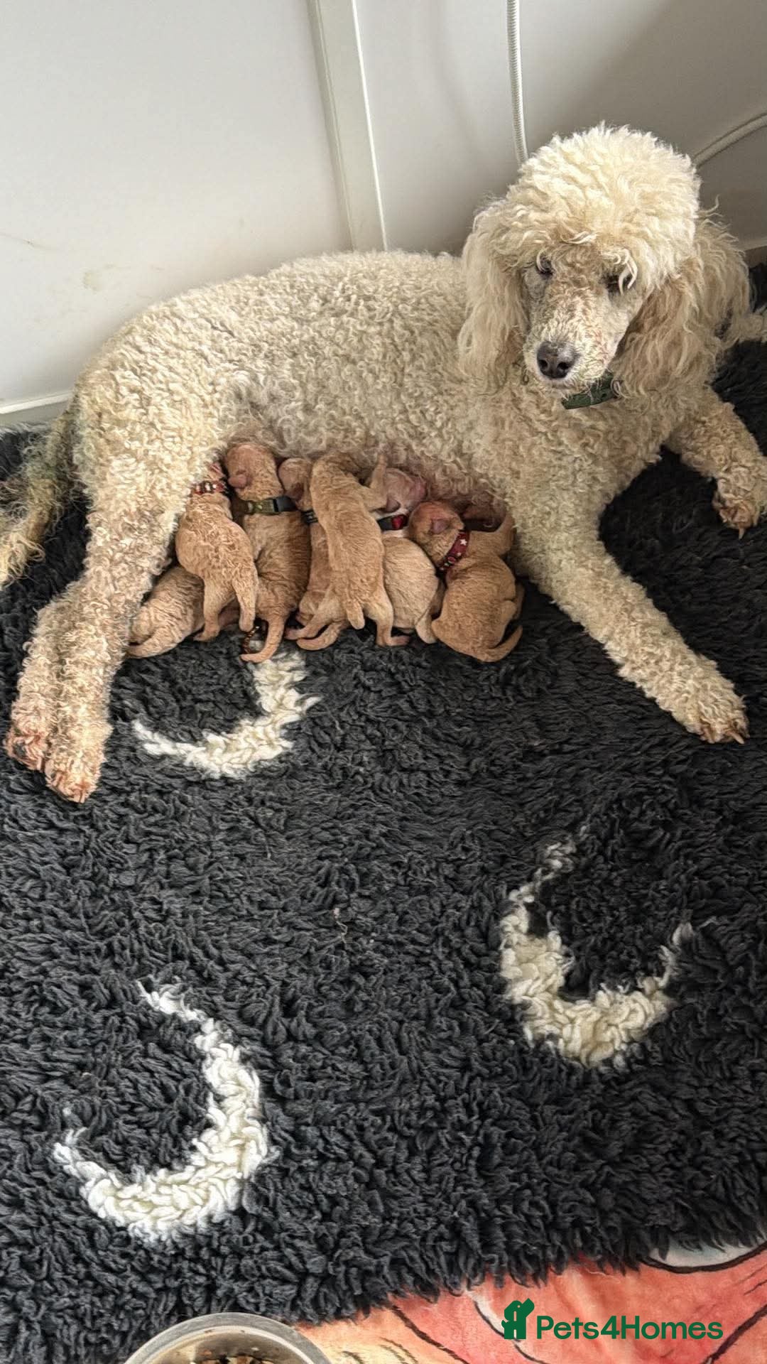 Miniature Poodle dogs Fabulous KC Miniature Poodles 0% co efficiency  - Advert 1