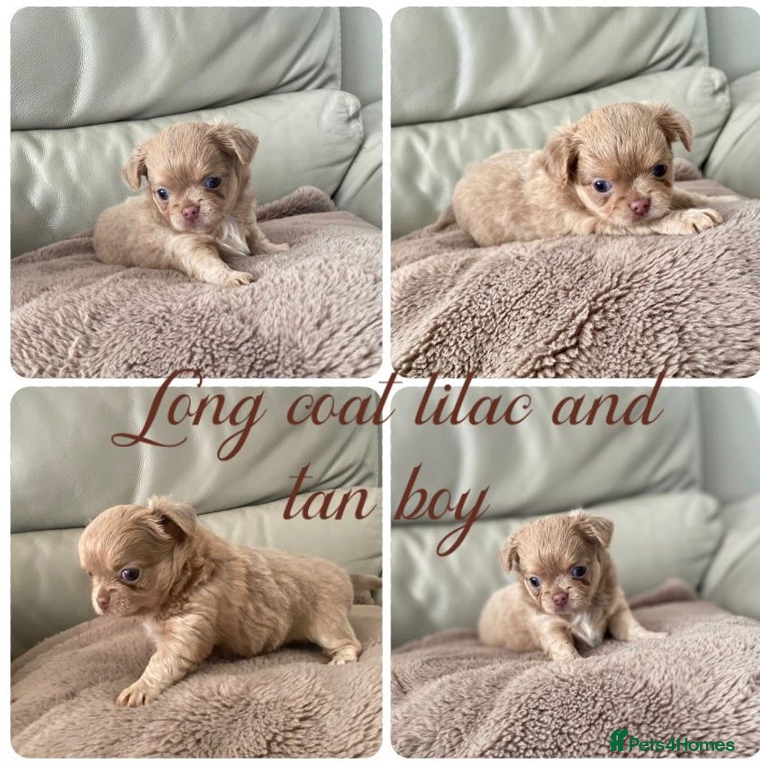 Chihuahua dogs for sale: KC Reg Chihuahuas 3 Boys/1 Girl Short & Long coat - Advert 6