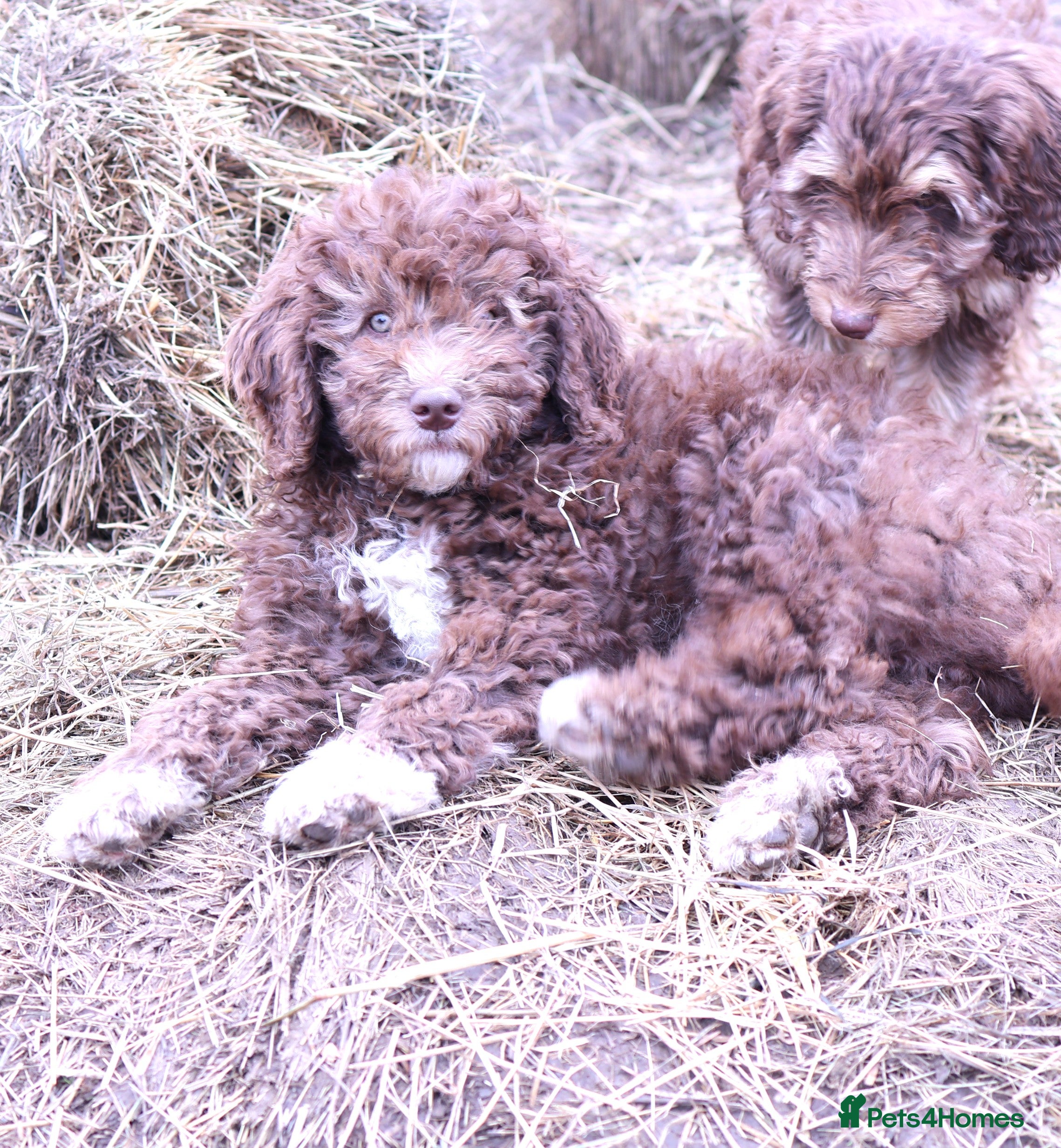 Labradoodle dogs 🐾🌈 Unique PhantomParti & Tuxedo Part trained🐾🌈 - Advert 4