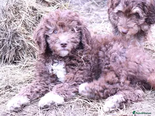 Labradoodle dogs 🐾🌈 Unique PhantomParti & Tuxedo Part trained🐾🌈 - Advert 4