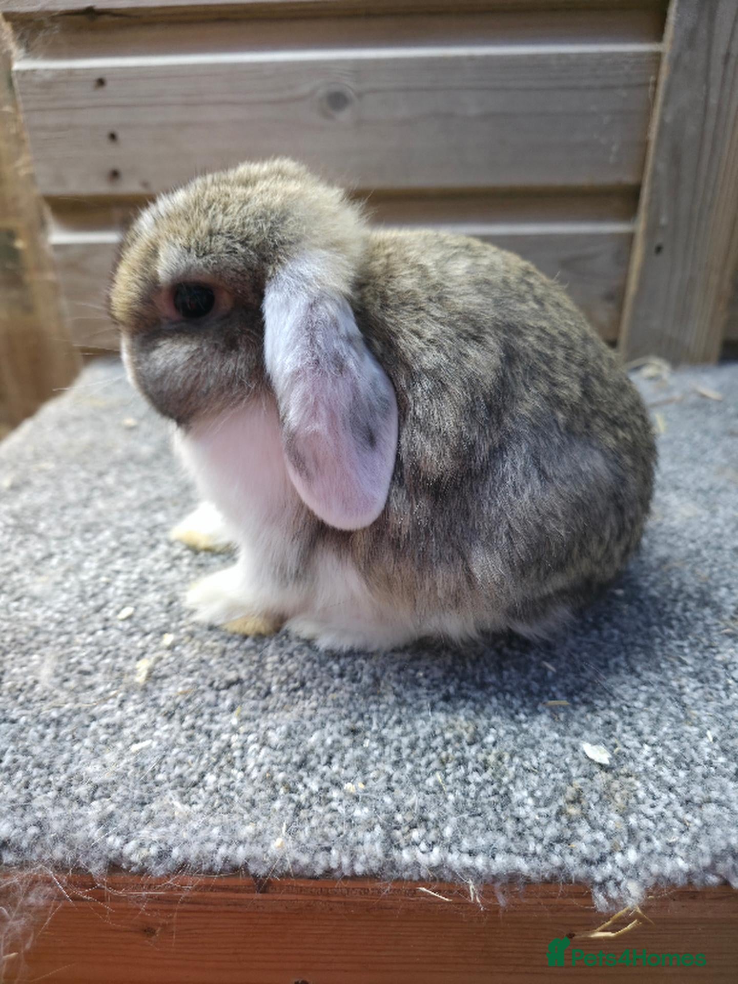 Mini Lop rabbits Litter of 6 mini lops girls sold , boys ready now - Advert 1