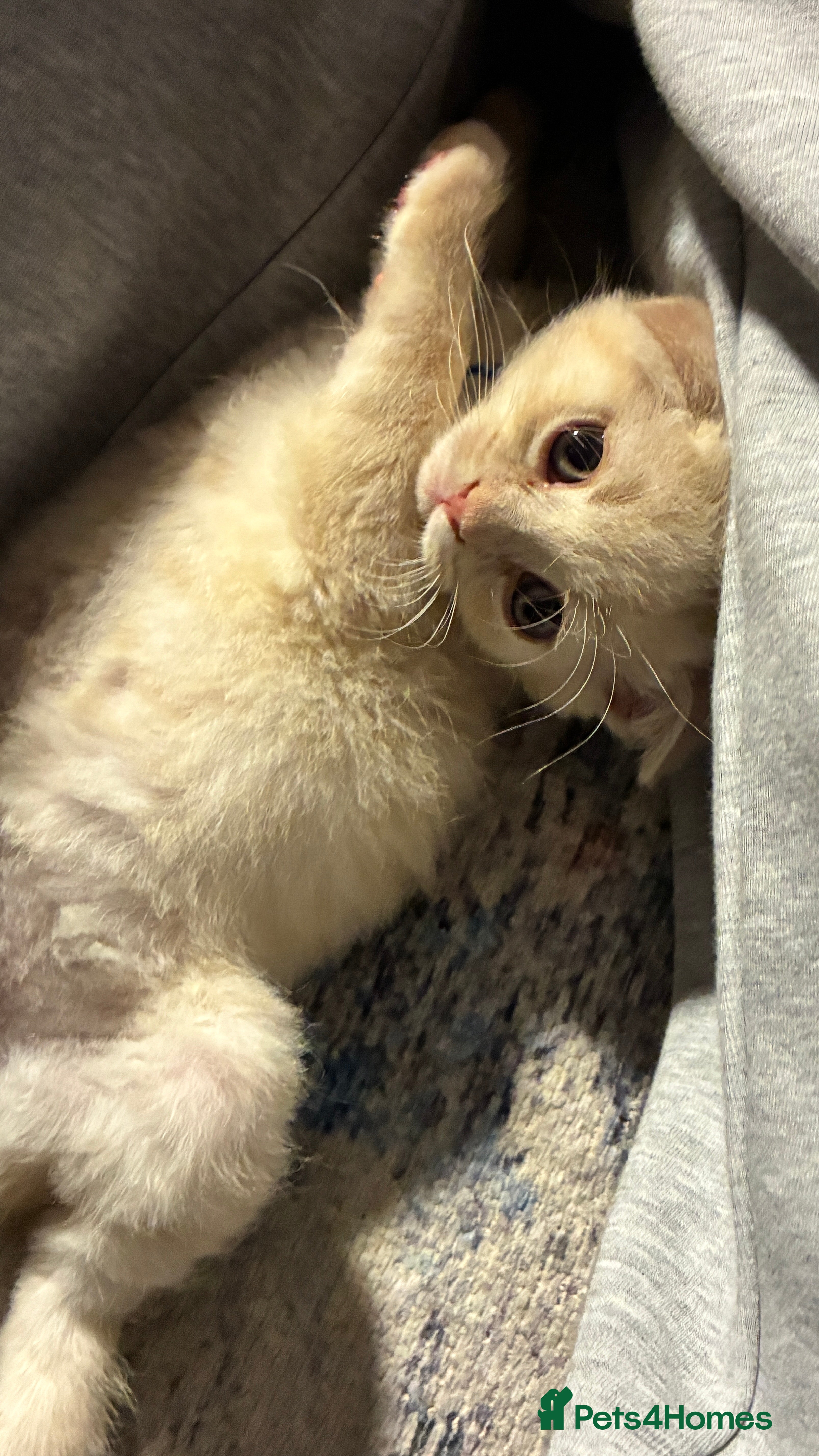 Scottish Fold cats  Beautiful Scottish Straight Kittens  🐾 - Advert 2