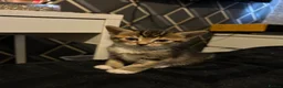 Abyssinian cats for sale: STUNNING ABYSSINIAN MIXED BABIES NEEDING HOMES  - Advert 15