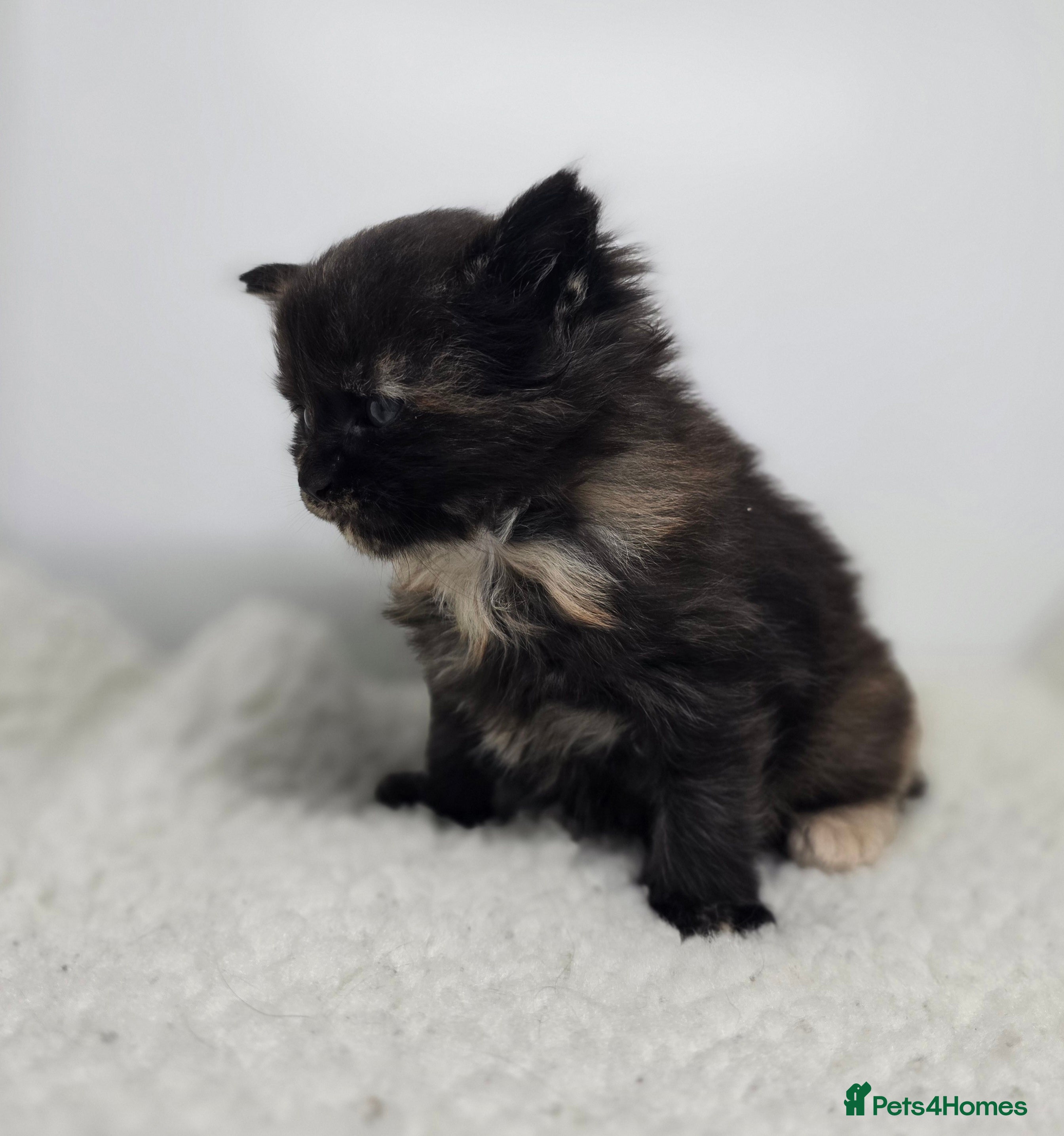 Maine Coon cats Amazing Large Purebred Maine Coon Kittens - Advert 4