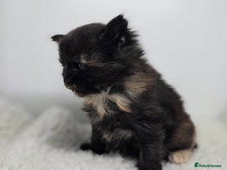 Maine Coon cats Amazing Large Purebred Maine Coon Kittens - Advert 5