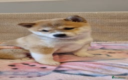 Japanese Shiba Inu dogs for sale: Beautiful Japanese Shiba Inu Puppies - Image 13