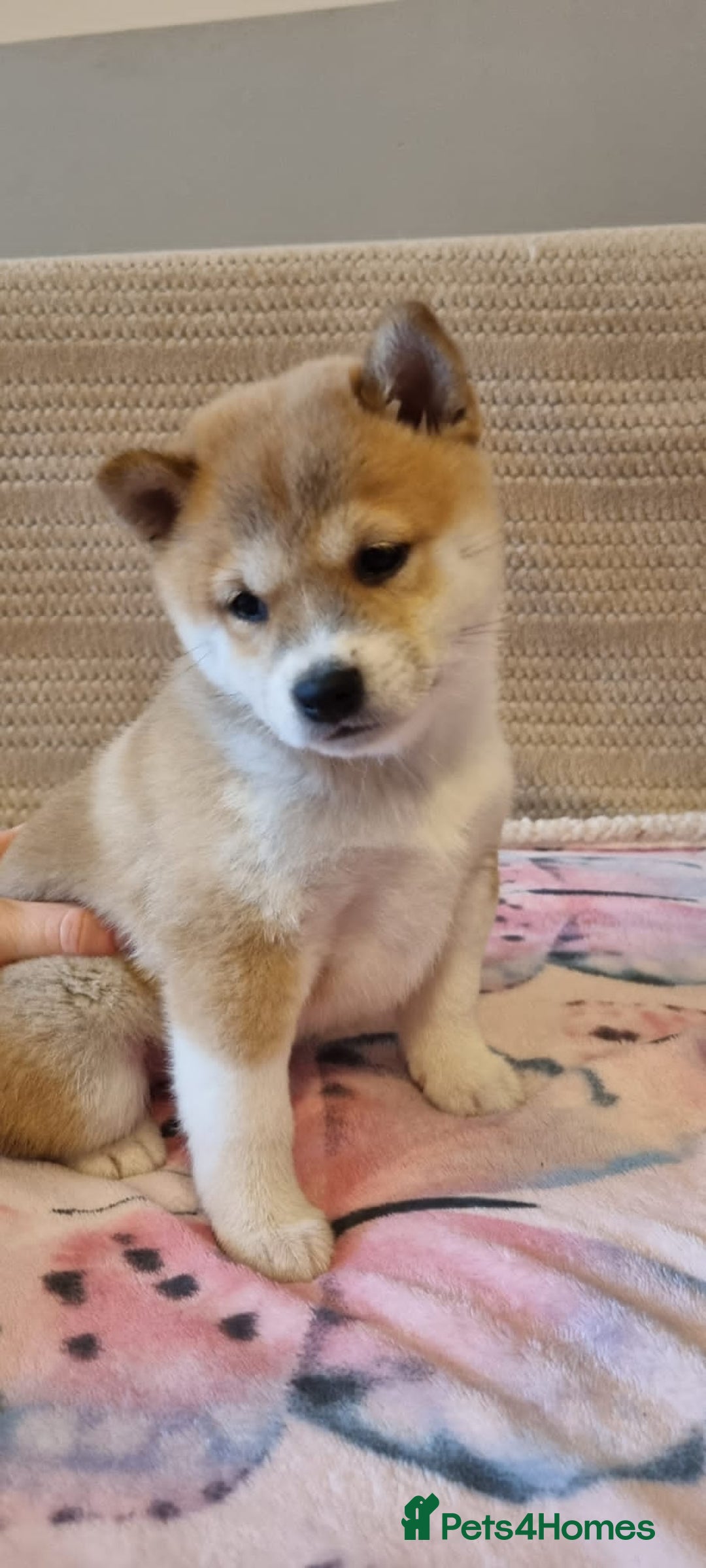 Japanese Shiba Inu dogs for sale: Beautiful Japanese Shiba Inu Puppies - Image 13