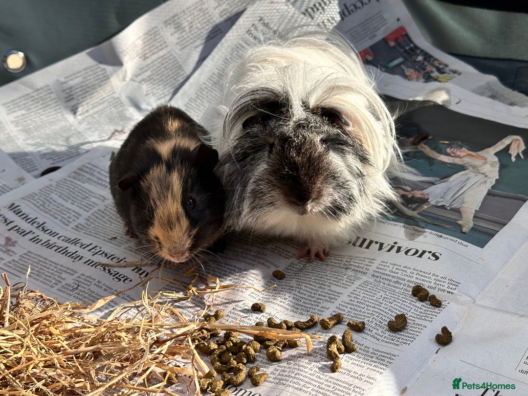 Guinea Pig rodents for sale: Male pair plus cage and all accessories  - Advert 1