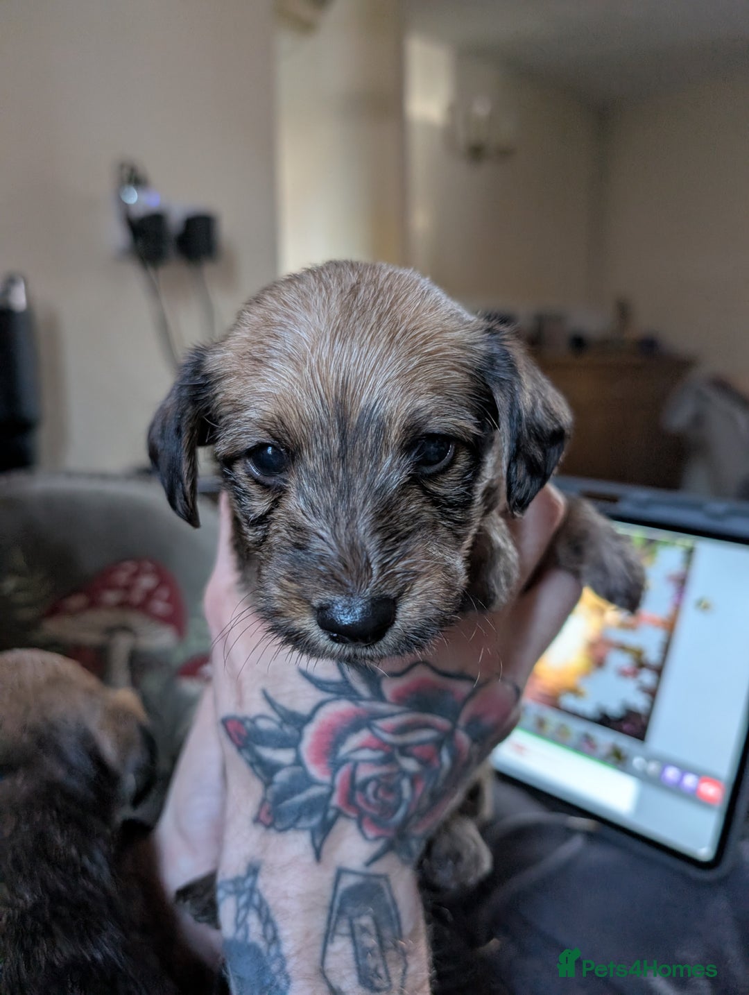 Mixed Breed dogs for sale: Dachshund X Jack Russel hybrid puppies  - Advert 7