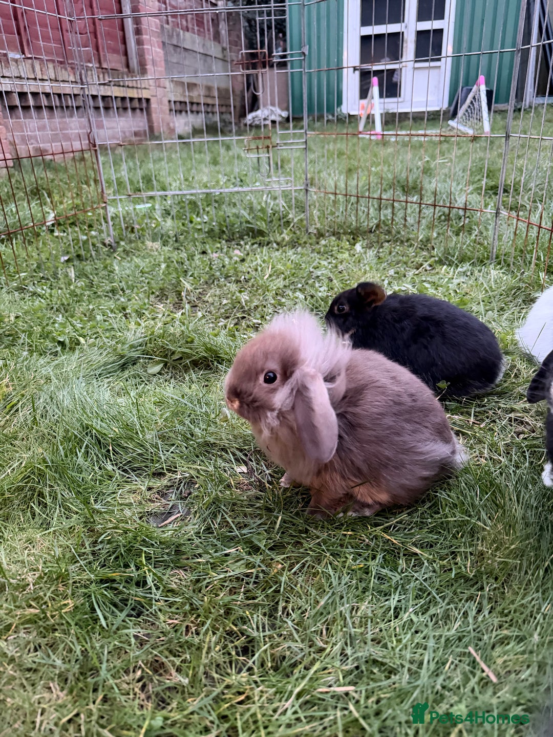 French Lop rabbits for sale: Beautiful French lops available - Advert 3