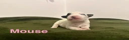 Jack Russell dogs for sale: ❤️Beautiful Traditional Jack Russell puppies❤️  - Advert 9