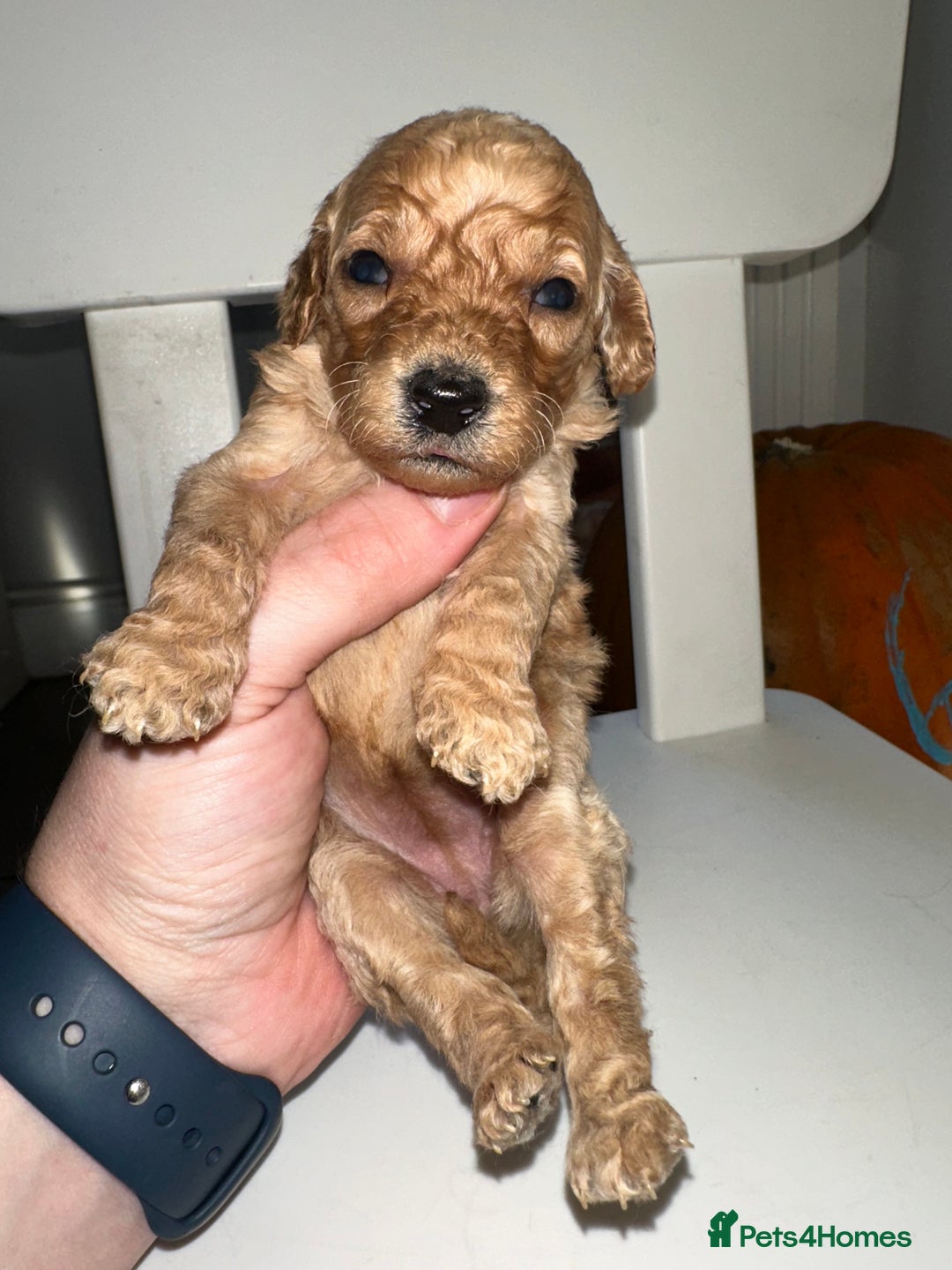 Goldendoodle dogs for sale: Miniature Goldendoodles - Ready Mid December  - Advert 26