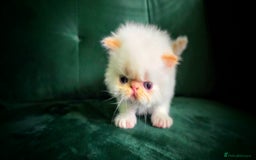 Persian cats for sale: Beautiful and Rare Purebred Persian Kittens - Image 18