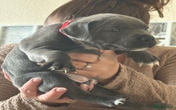 Staffordshire Bull Terrier dogs for sale: Beautiful blue Staffordshire puppies for sale 🐾 - Image 4