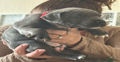 Staffordshire Bull Terrier dogs - Advert 6
