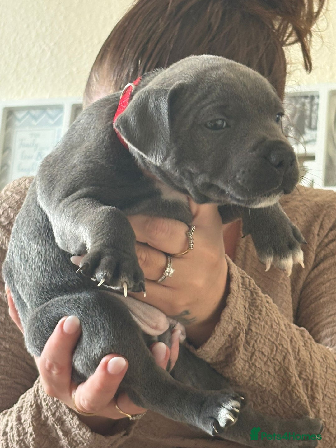 Staffordshire Bull Terrier dogs for sale: Beautiful blue Staffordshire puppies for sale 🐾 - Image 4