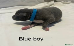 Whippet dogs for sale: Stunning KC whippet puppies  - Image 14