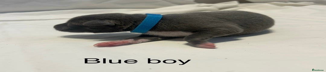 Blue boy 
