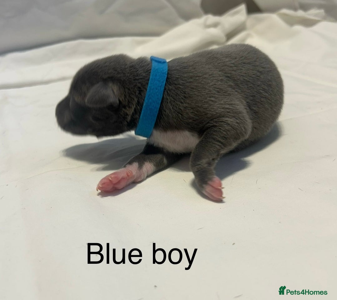 Whippet dogs for sale: Stunning KC whippet puppies  - Image 14