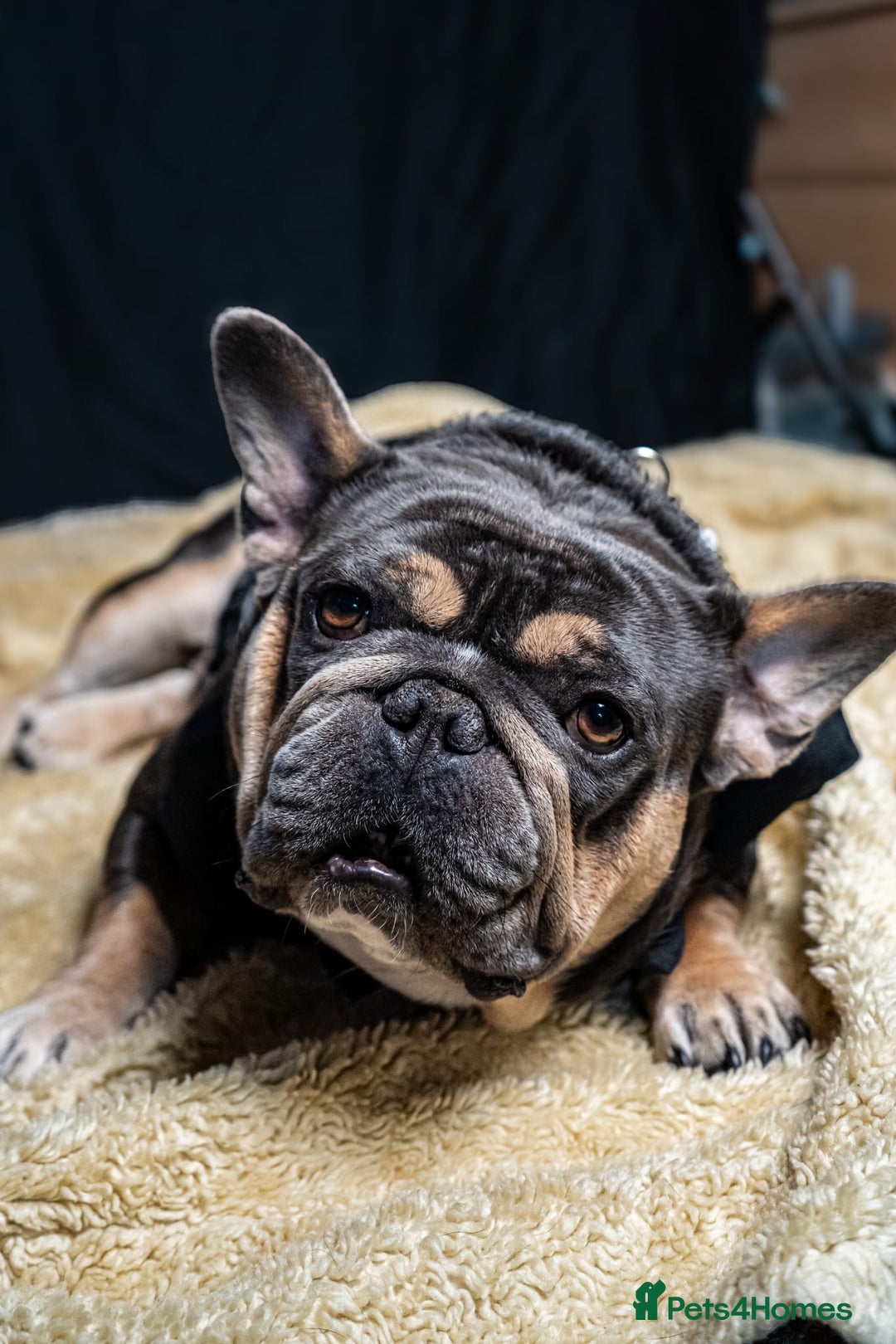 Gallery Image {{count}}