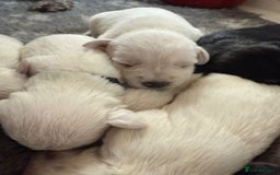 Miniature Schnauzer dogs for sale: 5*KC MINIATURE SCHNAUZER PUPPIES  - Image 8