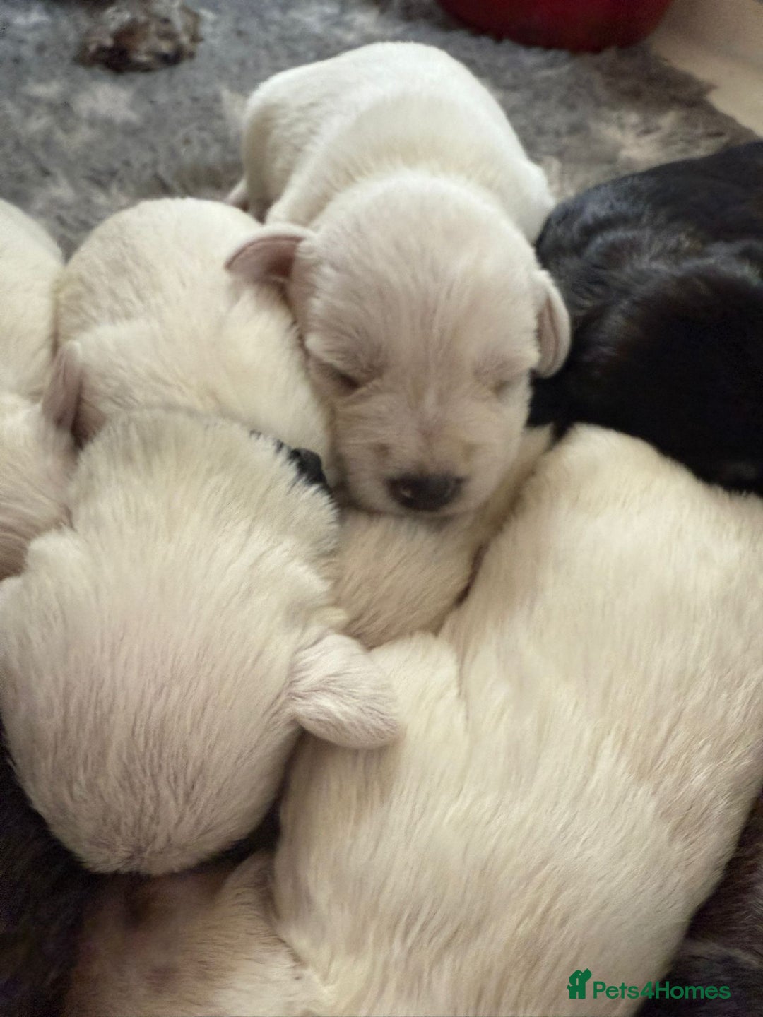 Miniature Schnauzer dogs for sale: 5*KC MINIATURE SCHNAUZER PUPPIES  - Image 8
