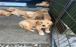 Golden Retriever dogs for sale: 2 beautiful golden retriever boys available. - Image 23
