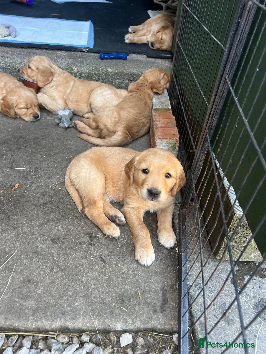 Golden Retriever dogs for sale: 2 beautiful golden retriever boys available. - Image 23