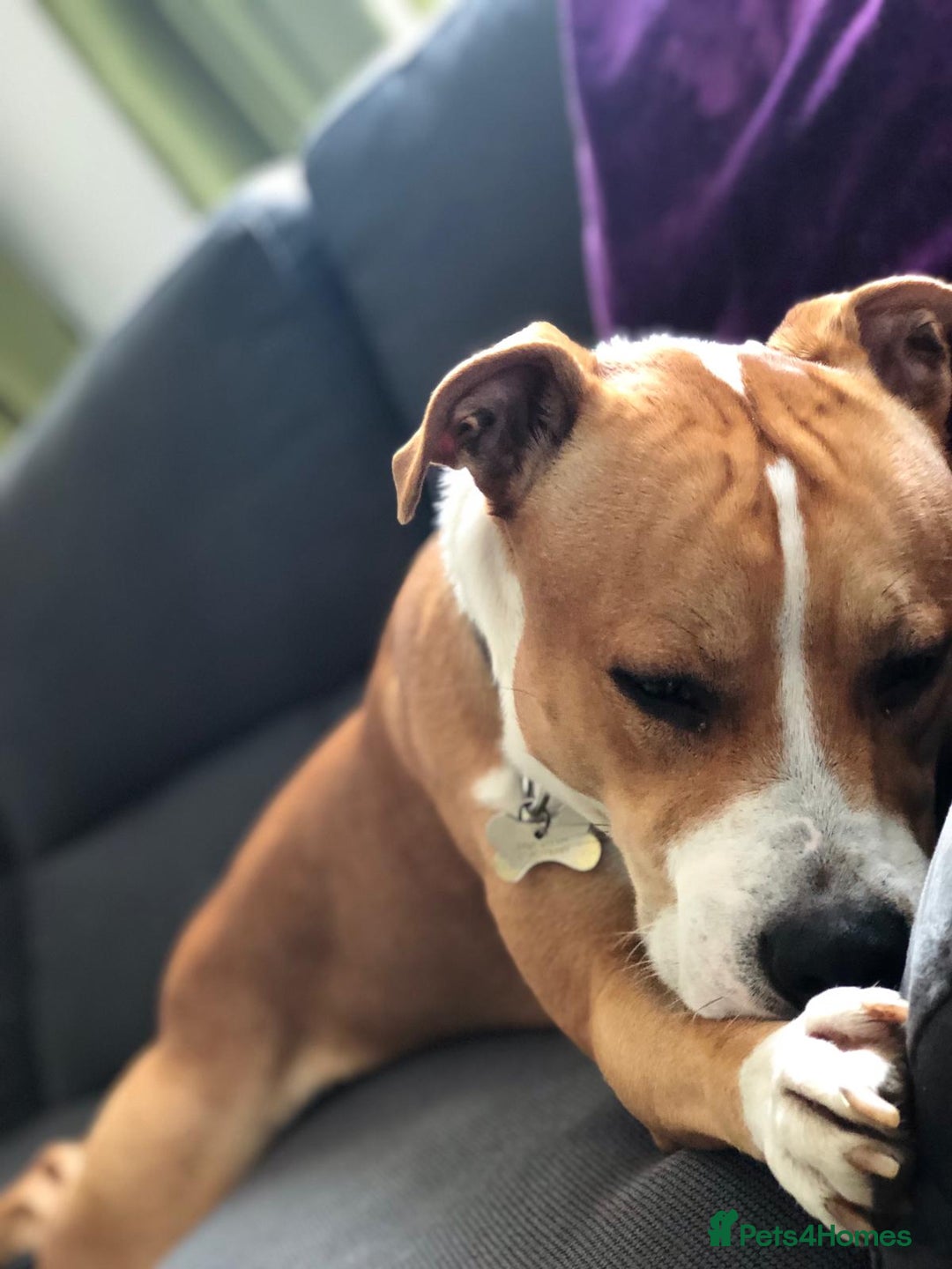 Mixed Breed dogs for sale: Lovely Staffy looking for new home  - Advert 7