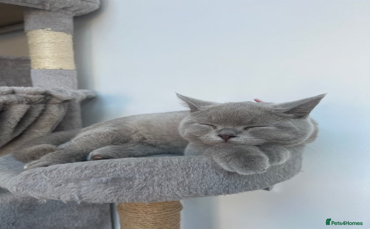 British Shorthair cats - Advert 15