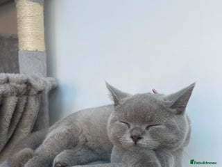 British Shorthair cats - Advert 6