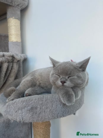 British Shorthair cats - Advert 12