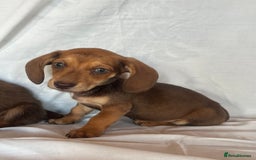 Miniature Dachshund dogs for sale: Miniature dachshund **updated  - Image 16