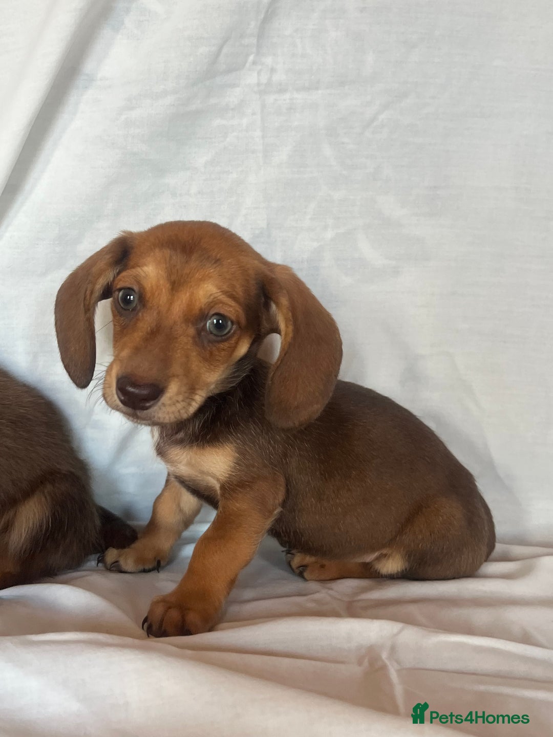 Miniature Dachshund dogs for sale: Miniature dachshund **updated  - Image 16