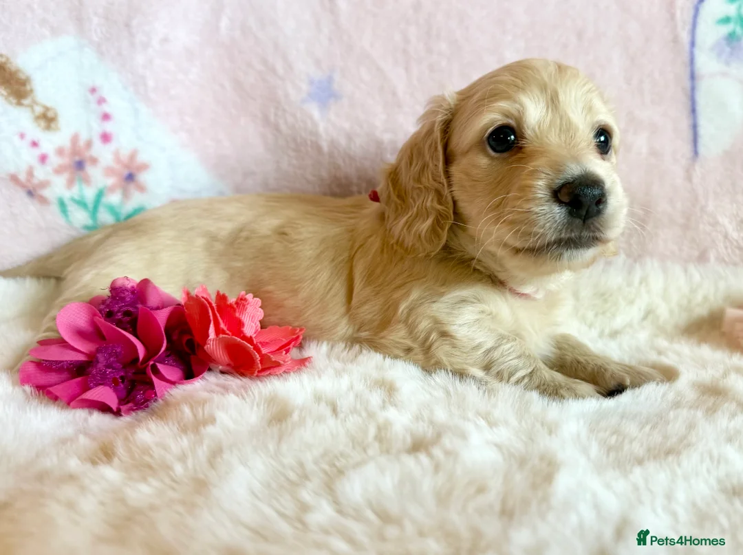 Dachshund dogs for sale: Miniature dachshund extensively health tested - Advert 2