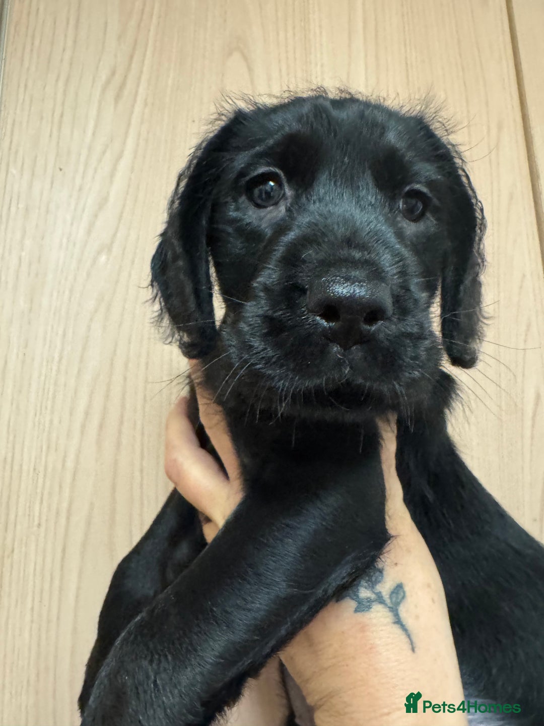 Mixed Breed dogs for sale: Beautiful unique puppies last girl left  - Advert 2