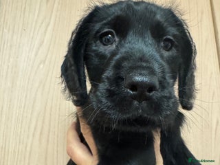 Mixed Breed dogs Beautiful unique puppies last girl left - Advert 5