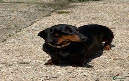 Dachshund dogs for sale: Dachshund bitch  - Image 2