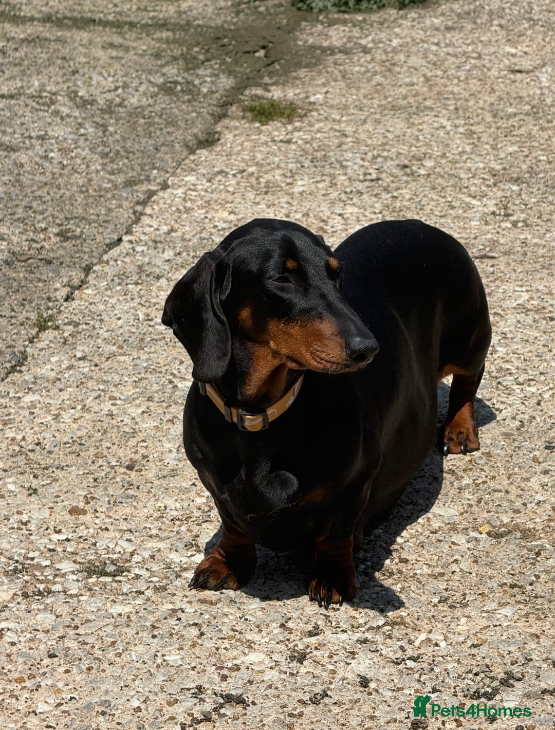 Dachshund dogs for sale: Dachshund bitch  - Image 2