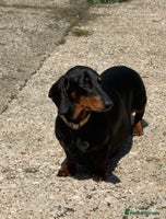 Dachshund dogs Dachshund bitch - Advert 6