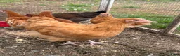 Chickens poultry for sale: Oprington/Araucana/ Pekin Bangam/ Hybrid  in Aylesbury - Advert 4