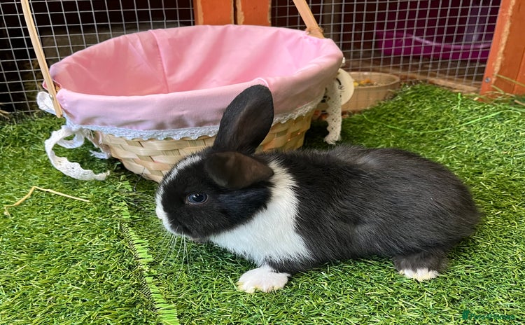Mini Lop rabbits - Advert 1