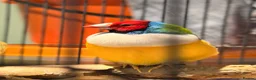 Finches birds for sale: Gouldian Pair - Advert 3
