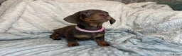 Dachshund dogs for sale: LAST ONE- Dachshund female puppy - last one - Advert 5