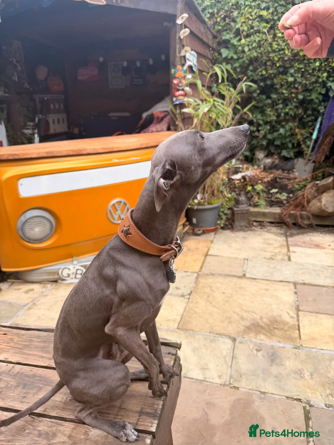 Italian Greyhound dogs for stud: Blue Italian Greyhound Available for Stud - KC Reg - Advert 2