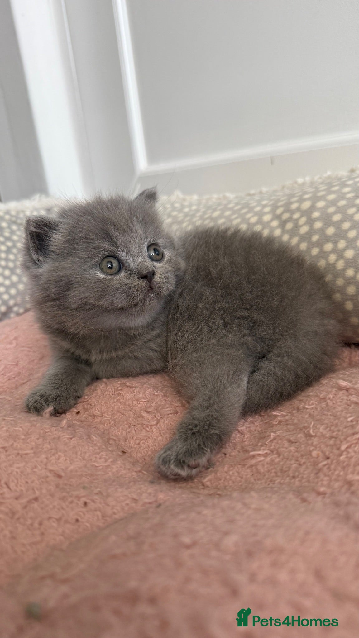 British Shorthair cats Stunning British short hair kittens  - Advert 2