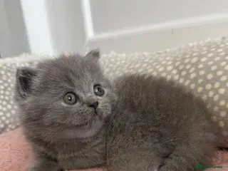 British Shorthair cats Stunning British short hair kittens - Advert 2