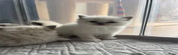 Ragdoll cats for sale: Gorgeous ragdolls ready to find their forever home - Advert 3